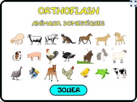 Orthoflash (animaux domestiques)